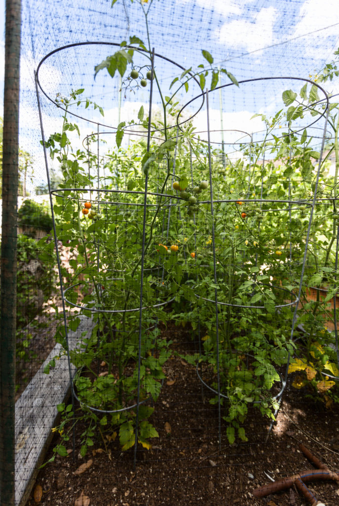 tomato garden