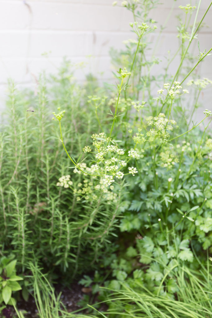 herb garden