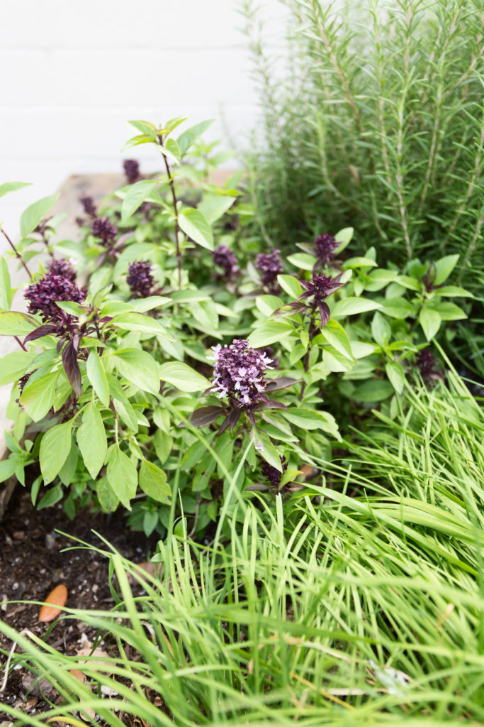 herb garden