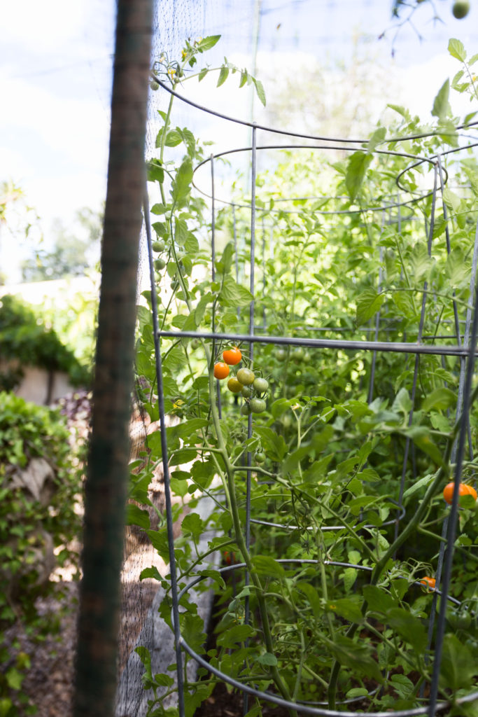 vegetable garden