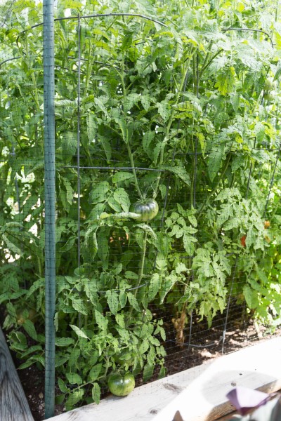 vegetable garden