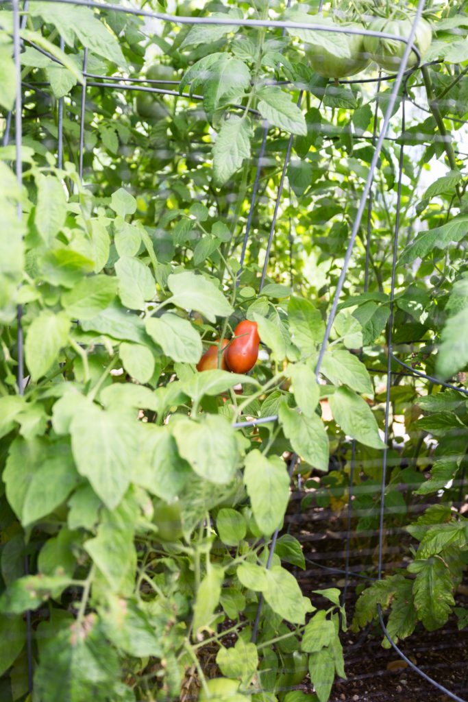 vegetable garden