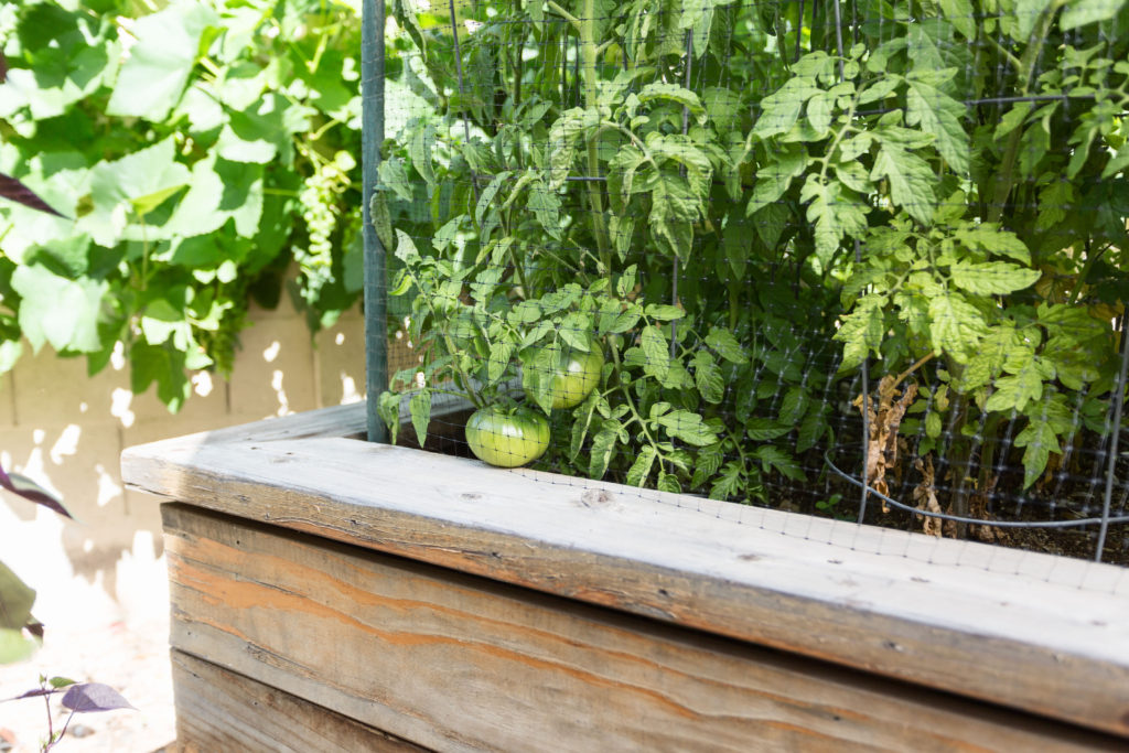 tomato garden