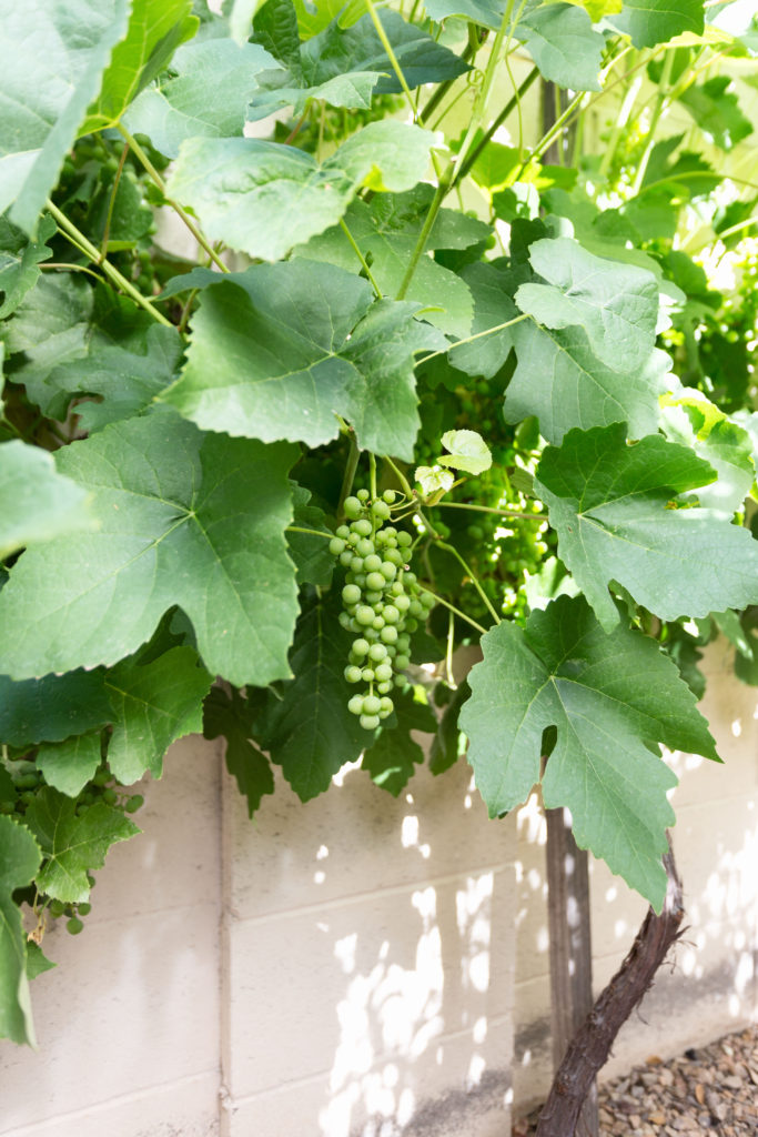 grape vines