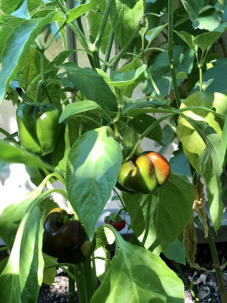 growing peppers