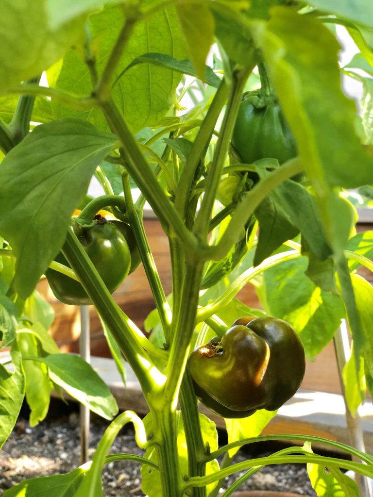 garden peppers