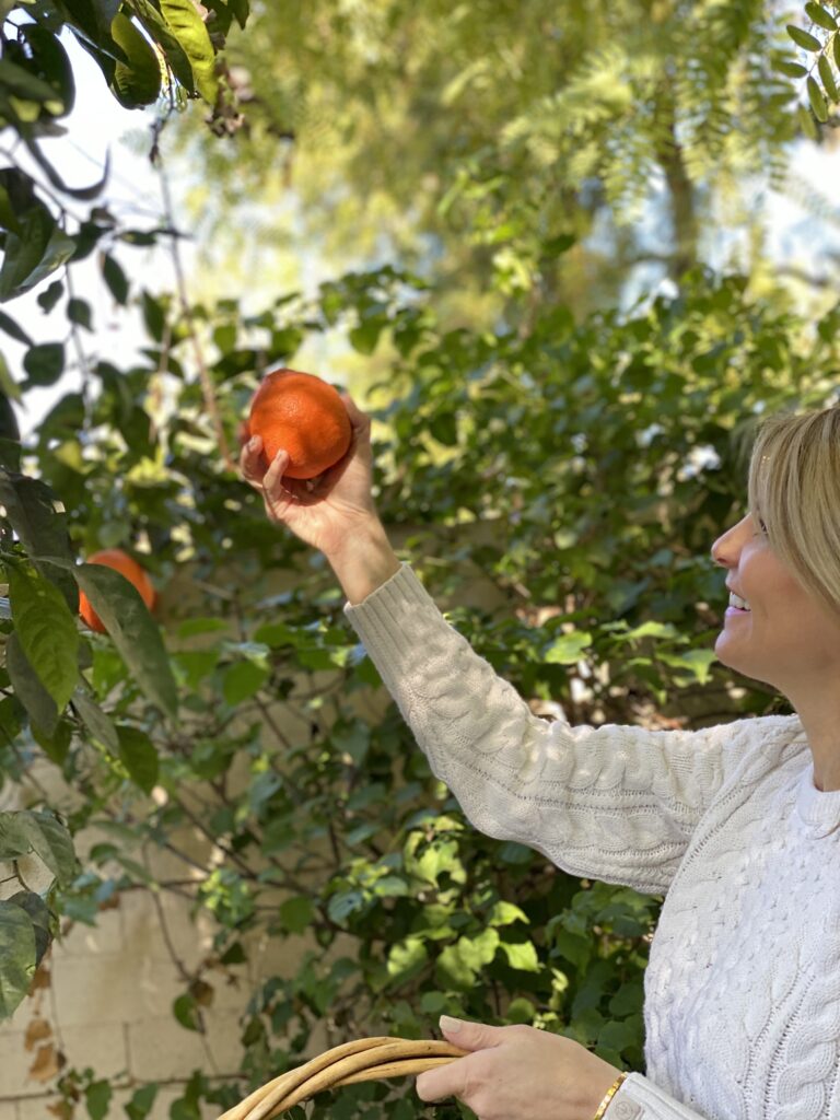 citrus trees