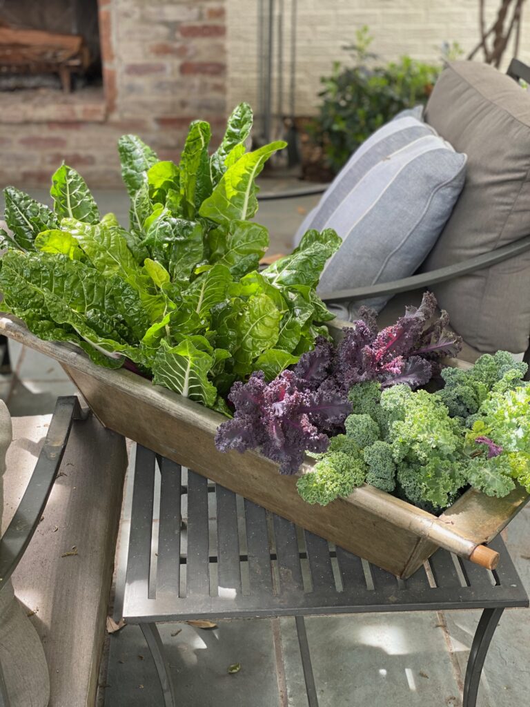 backyard garden kale