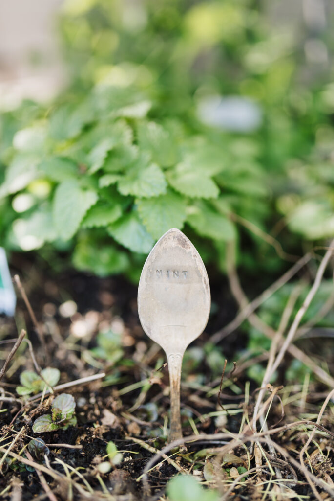 mint herbs